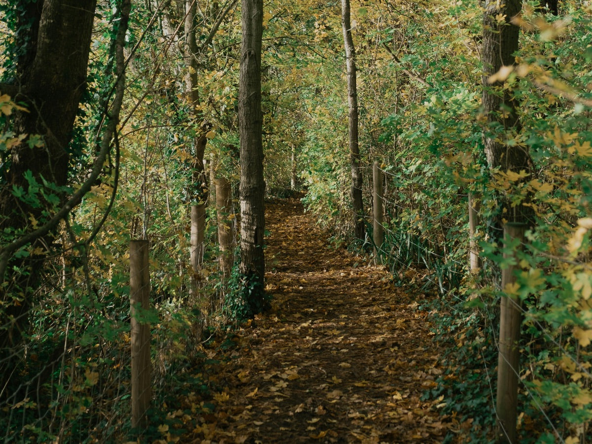 Leafy Trail The Floral Woods Collection Candle 200gm